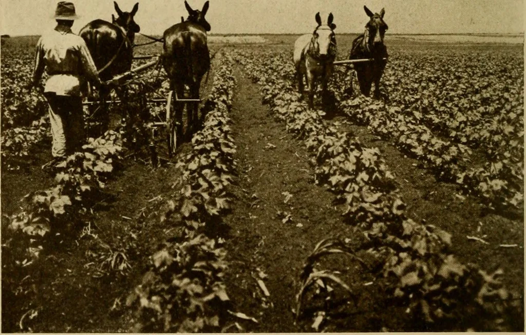 An illustration from Cotton, its cultivation, marketing, manufacture, and the problems of the cotton world, 1906, leaf 159