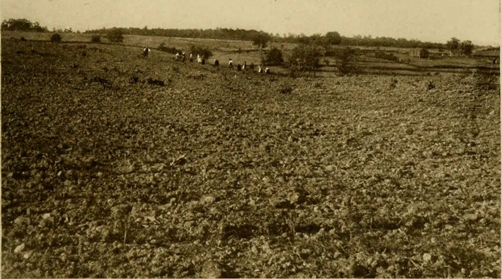 An illustration from Cotton, its cultivation, marketing, manufacture, and the problems of the cotton world, 1906, leaf 166