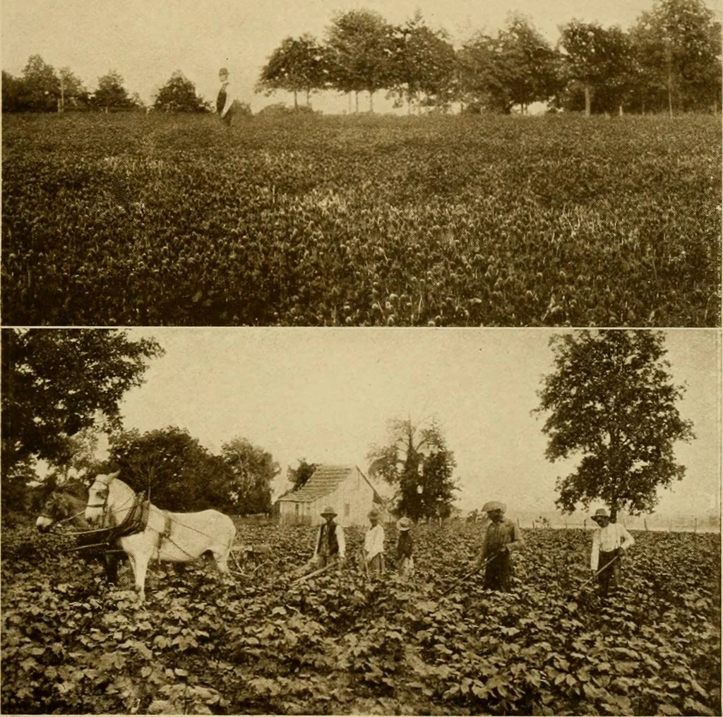 An illustration from Cotton, its cultivation, marketing, manufacture, and the problems of the cotton world, 1906, leaf 172