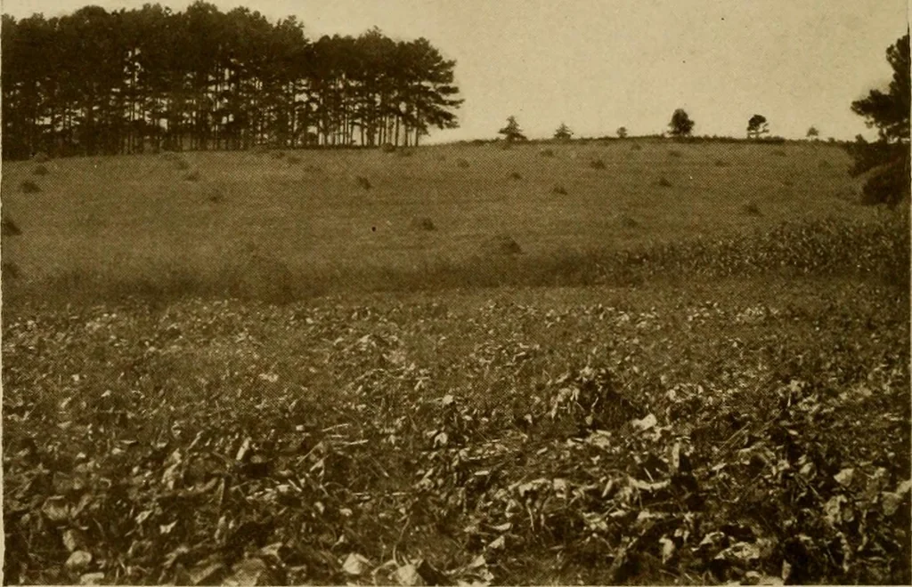 An illustration from Cotton, its cultivation, marketing, manufacture, and the problems of the cotton world, 1906, leaf 173