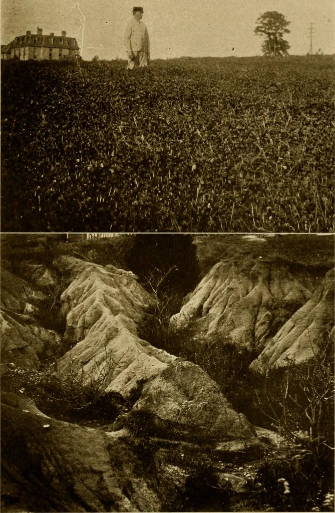 An illustration from Cotton, its cultivation, marketing, manufacture, and the problems of the cotton world, 1906, leaf 182