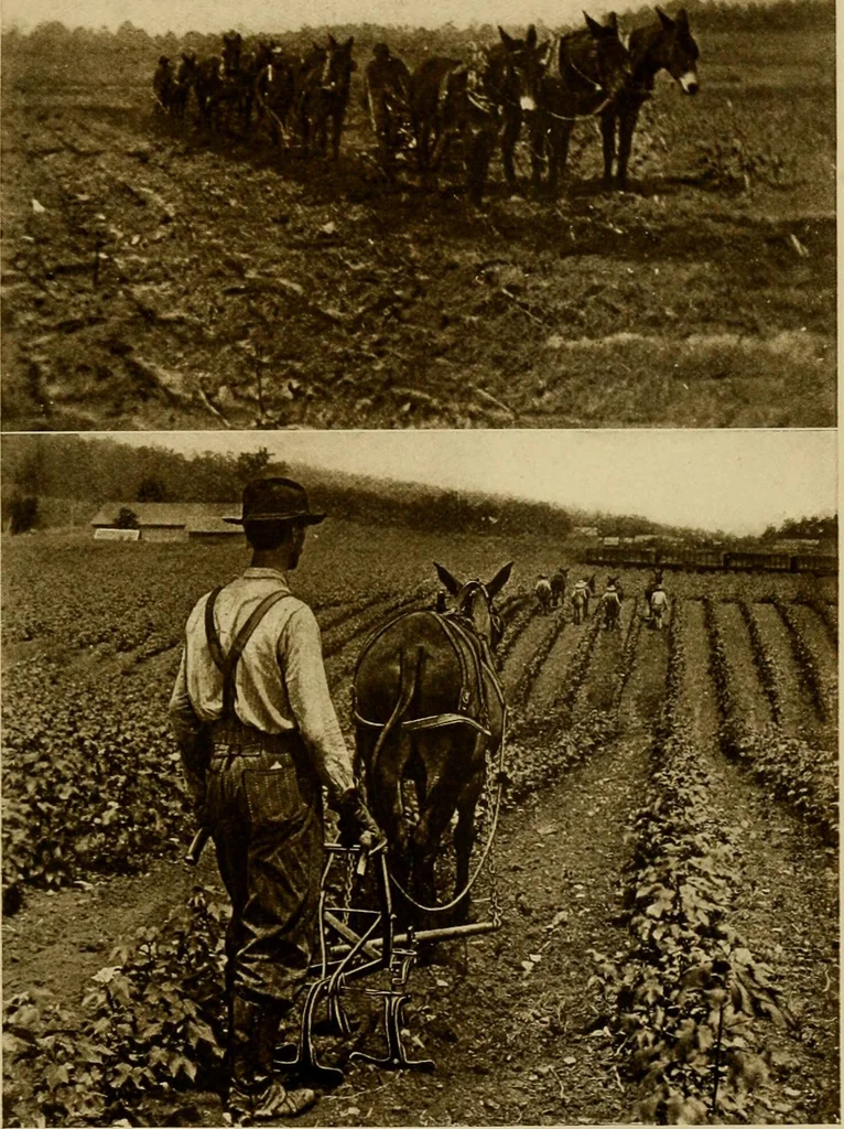 An illustration from Cotton, its cultivation, marketing, manufacture, and the problems of the cotton world, 1906, leaf 196