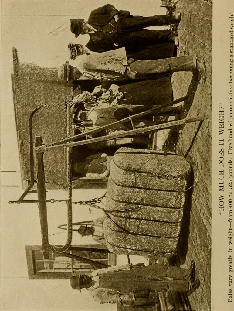 An illustration from Cotton, its cultivation, marketing, manufacture, and the problems of the cotton world, 1906, leaf 197
