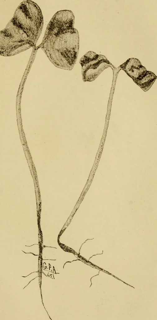 An illustration from Cotton, its cultivation, marketing, manufacture, and the problems of the cotton world, 1906, leaf 216
