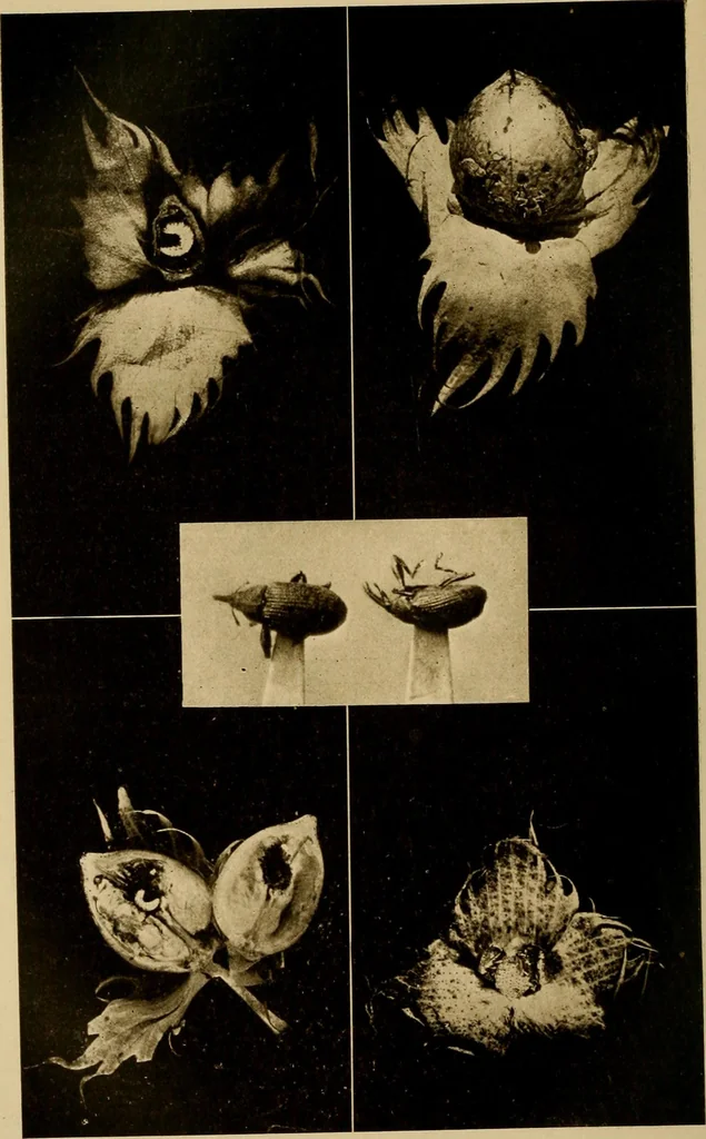 An illustration from Cotton, its cultivation, marketing, manufacture, and the problems of the cotton world, 1906, leaf 217