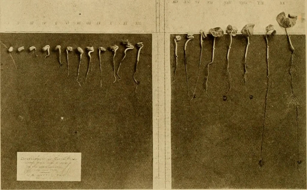 An illustration from Cotton, its cultivation, marketing, manufacture, and the problems of the cotton world, 1906, leaf 235