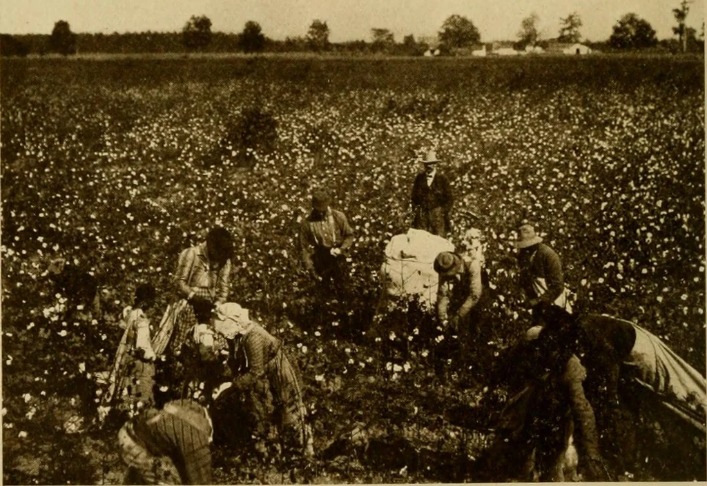 An illustration from Cotton, its cultivation, marketing, manufacture, and the problems of the cotton world, 1906, leaf 235