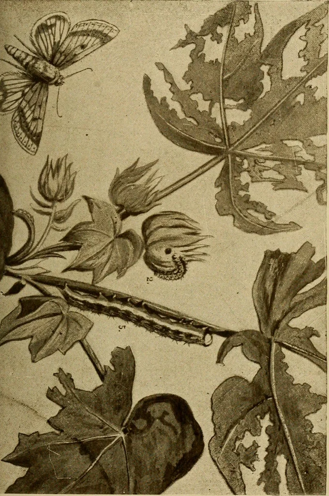 An illustration from Cotton, its cultivation, marketing, manufacture, and the problems of the cotton world, 1906, leaf 246