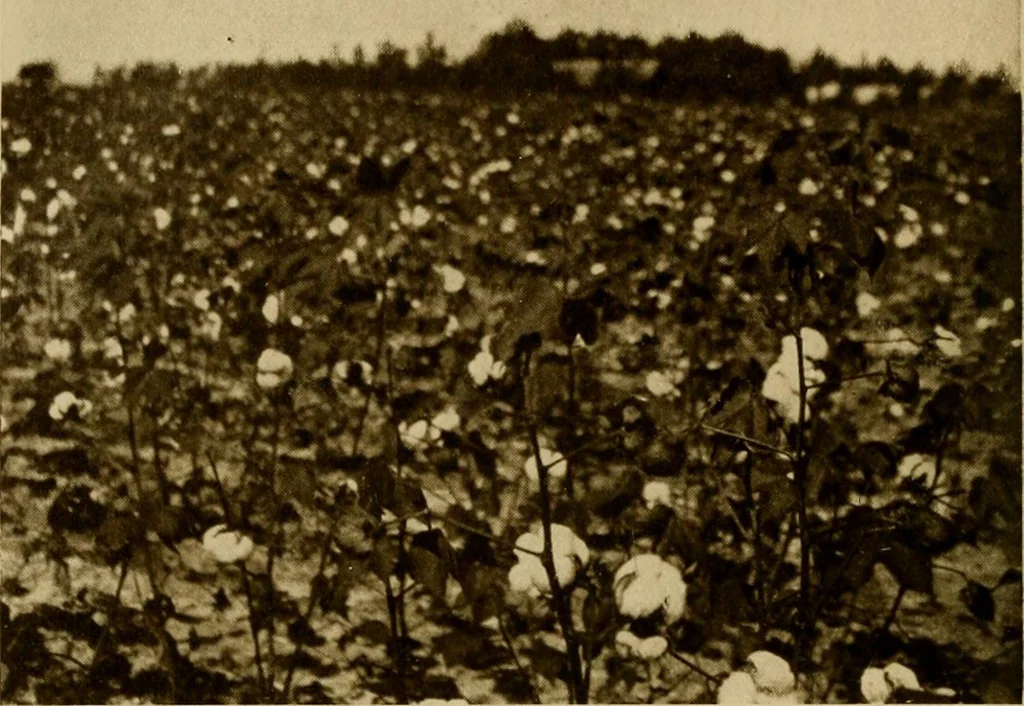 An illustration from Cotton, its cultivation, marketing, manufacture, and the problems of the cotton world, 1906, leaf 261
