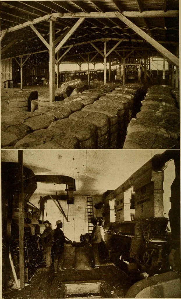 An illustration from Cotton, its cultivation, marketing, manufacture, and the problems of the cotton world, 1906, leaf 293