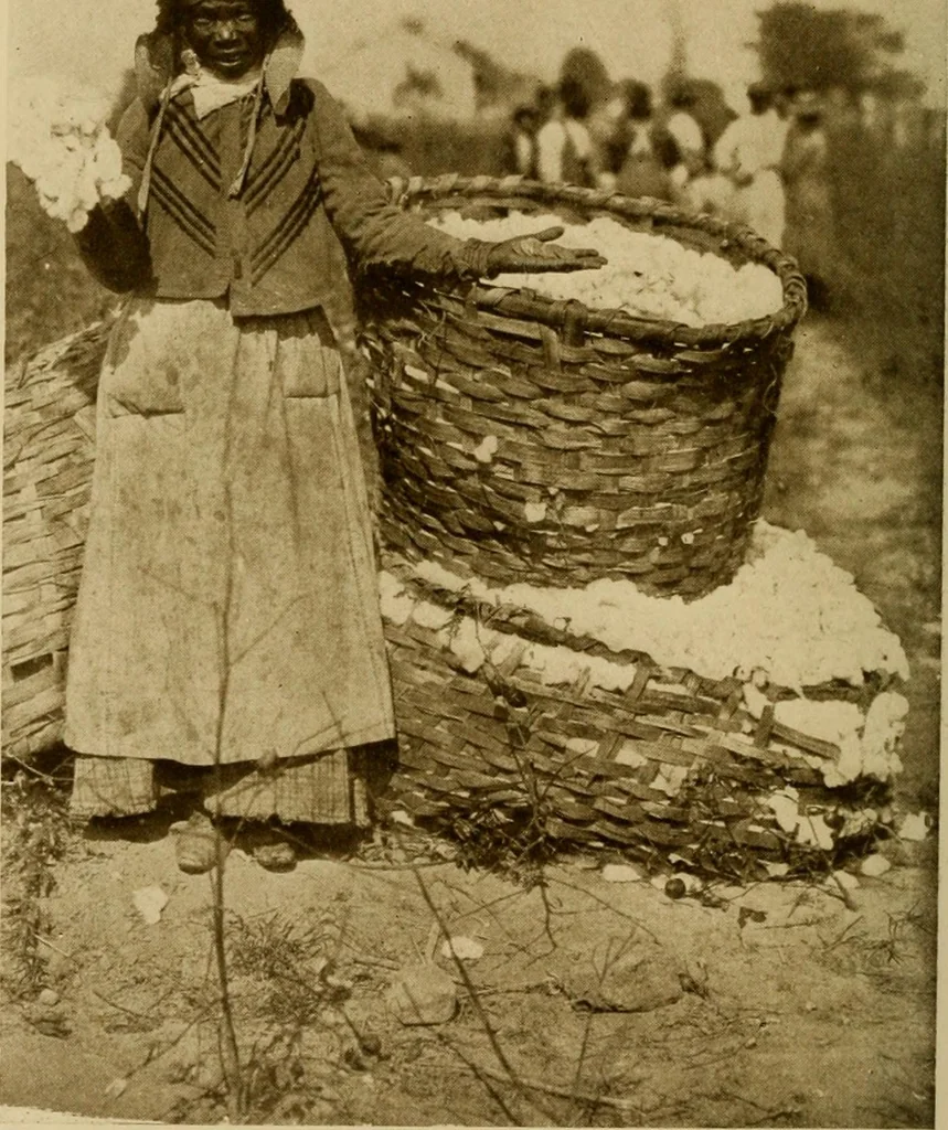 An illustration from Cotton, its cultivation, marketing, manufacture, and the problems of the cotton world, 1906, leaf 297