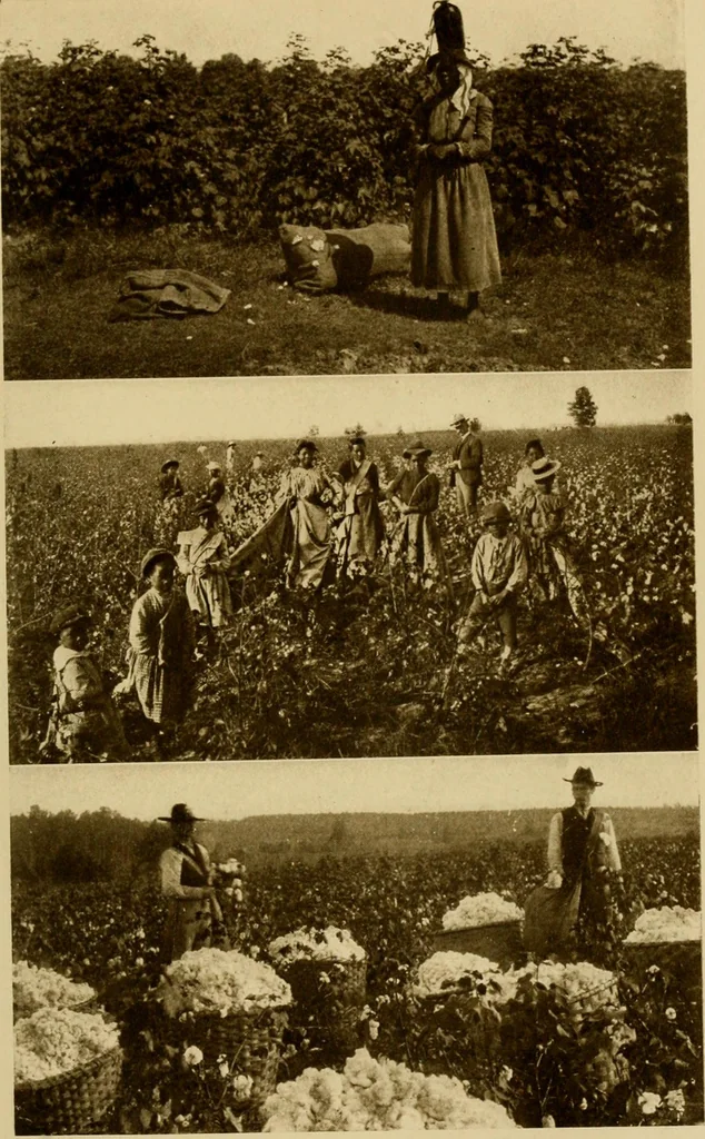 An illustration from Cotton, its cultivation, marketing, manufacture, and the problems of the cotton world, 1906, leaf 310