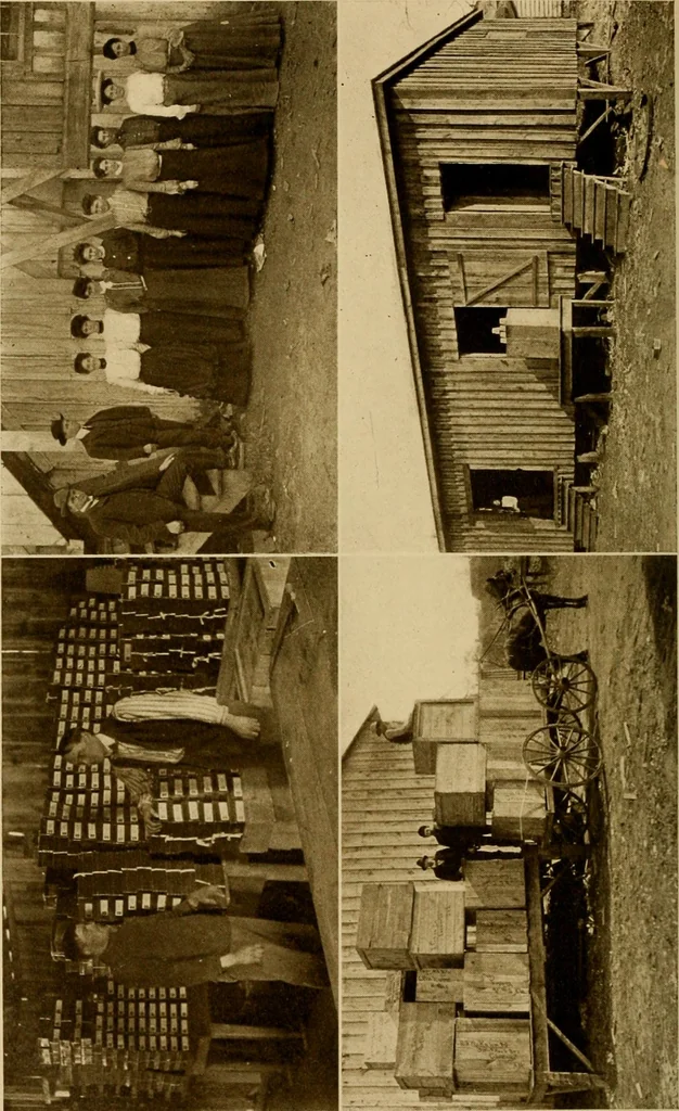 An illustration from Cotton, its cultivation, marketing, manufacture, and the problems of the cotton world, 1906, leaf 333
