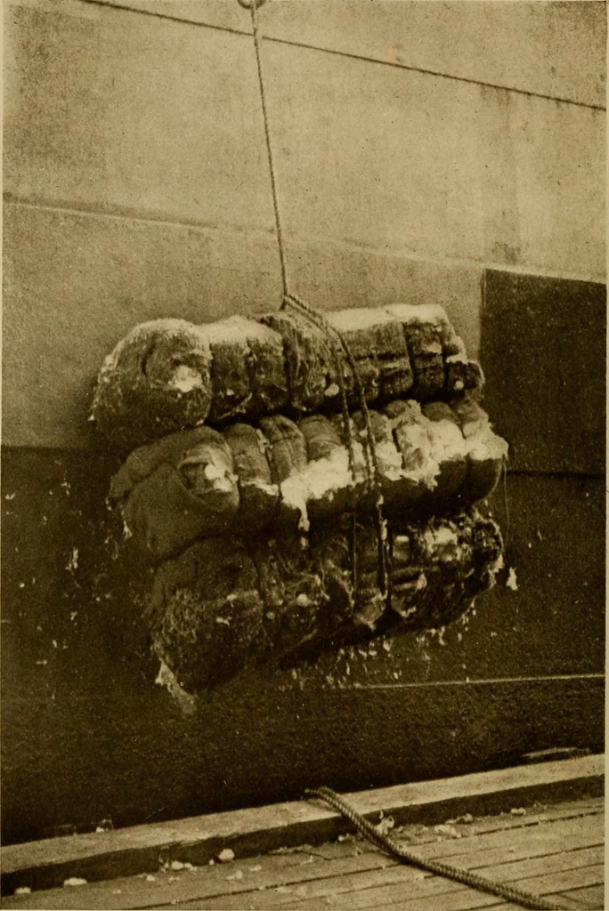 An illustration from Cotton, its cultivation, marketing, manufacture, and the problems of the cotton world, 1906, leaf 35