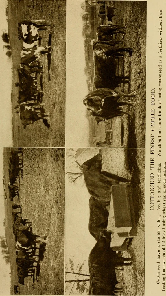 An illustration from Cotton, its cultivation, marketing, manufacture, and the problems of the cotton world, 1906, leaf 350