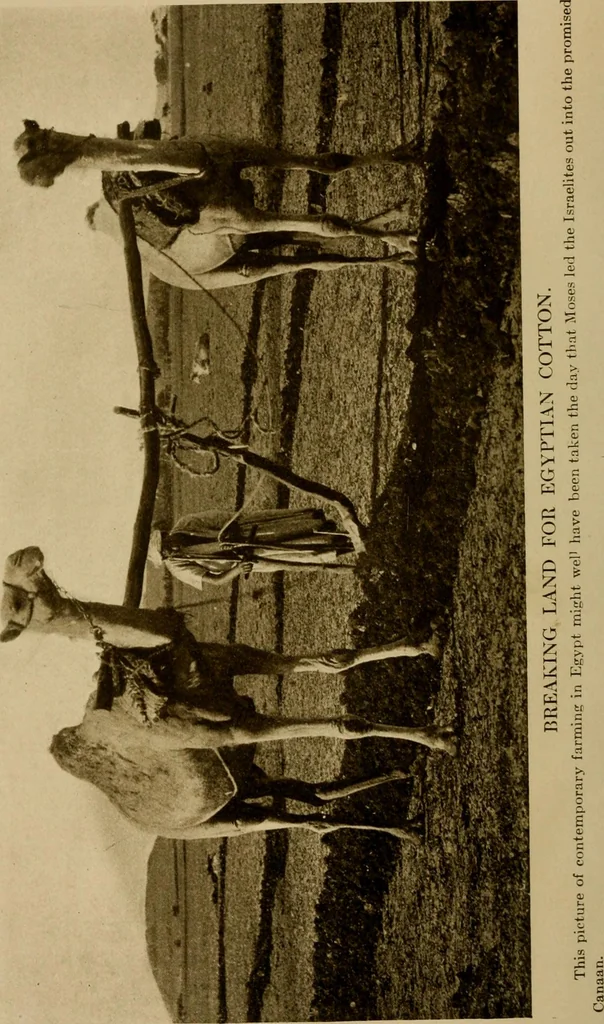 An illustration from Cotton, its cultivation, marketing, manufacture, and the problems of the cotton world, 1906, leaf 57