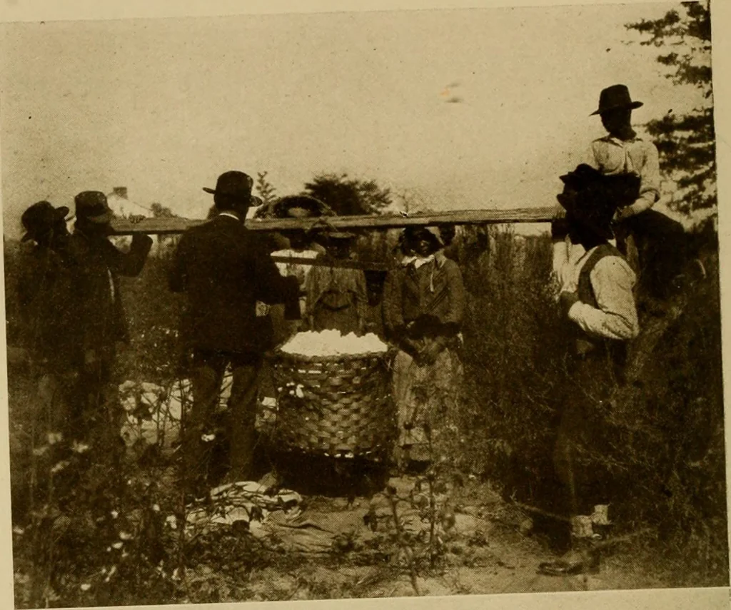 An illustration from Cotton, its cultivation, marketing, manufacture, and the problems of the cotton world, 1906, leaf 63