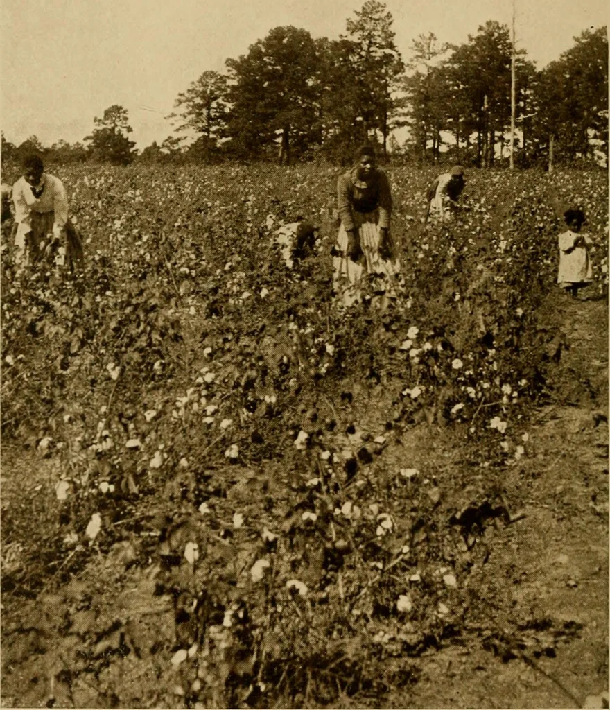 An illustration from Cotton, its cultivation, marketing, manufacture, and the problems of the cotton world, 1906, leaf 7