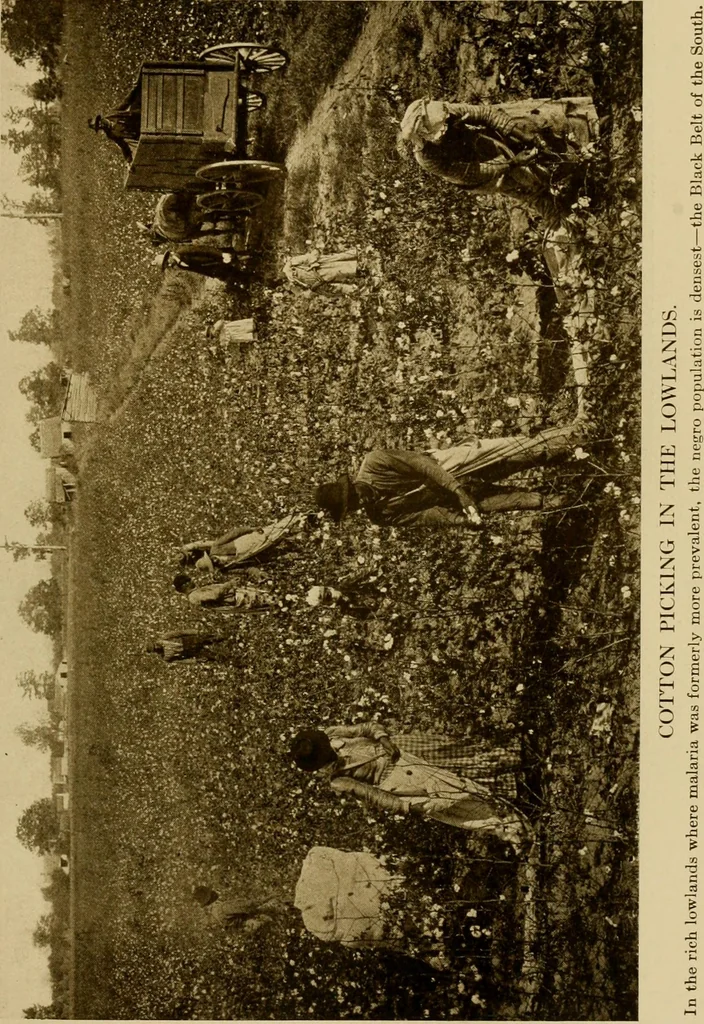 An illustration from Cotton, its cultivation, marketing, manufacture, and the problems of the cotton world, 1906, leaf 76