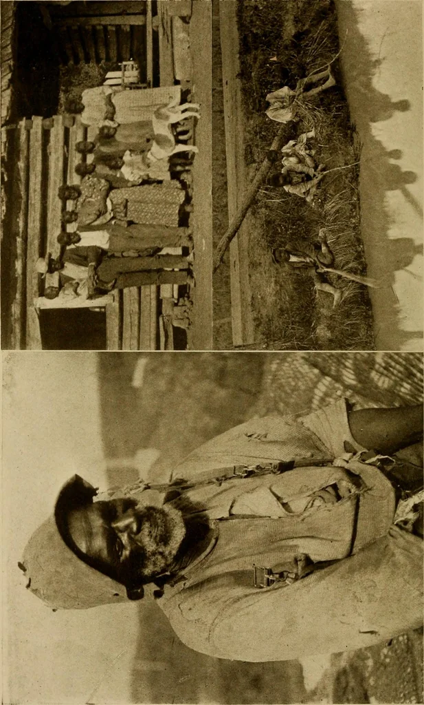 An illustration from Cotton, its cultivation, marketing, manufacture, and the problems of the cotton world, 1906, leaf 77
