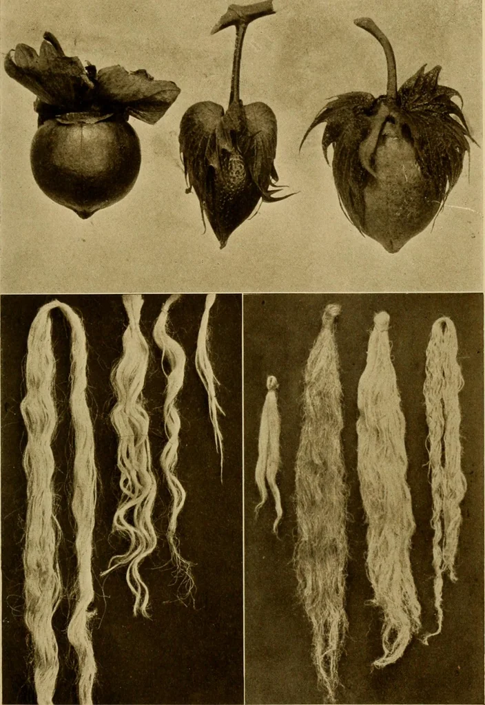 An illustration from Cotton, its cultivation, marketing, manufacture, and the problems of the cotton world, 1906, leaf 84