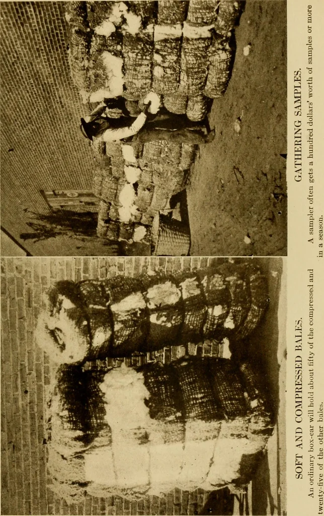 An illustration from Cotton, its cultivation, marketing, manufacture, and the problems of the cotton world, 1906, leaf 94