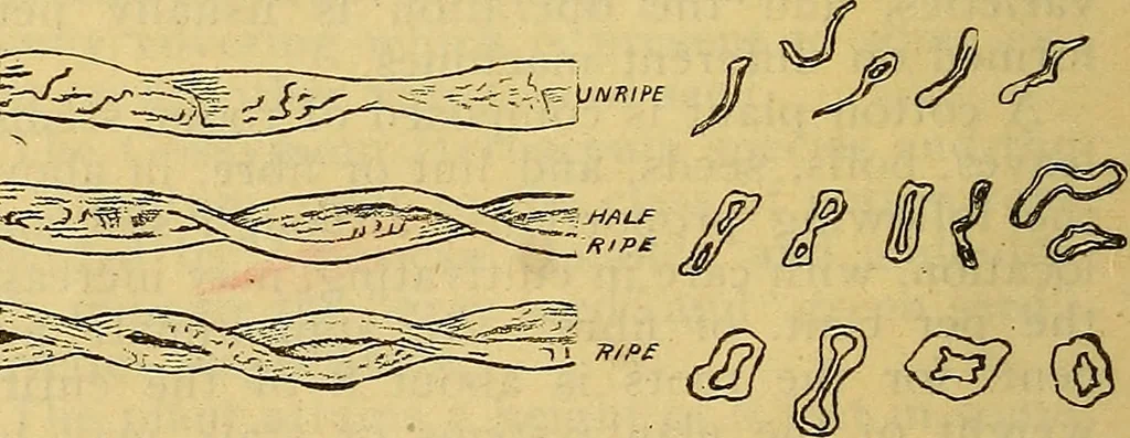 An illustration from A cotton manual for manufacturers and students, 1905, leaf 17