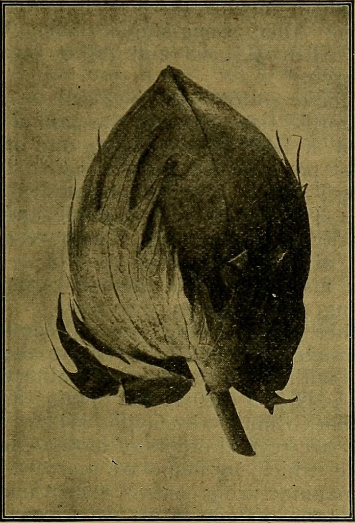 An illustration from A cotton manual for manufacturers and students, 1905, leaf 42