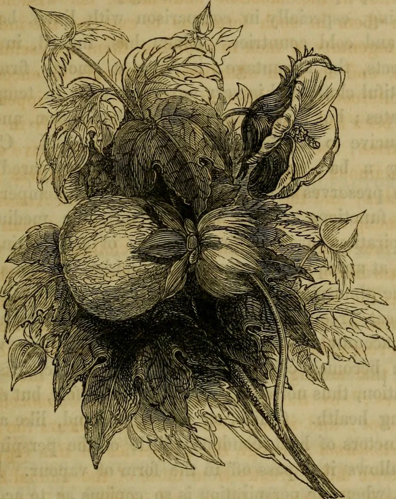 An illustration from History of the cotton manufacture in Great Britain : with a notice of its early history in the East, and in all the quarters of the globe : a description of the great mechanical inventions, which have caused its unexampled extension in Britain, and a view of the present state of the manufacture and the condition of the classes engaged in its several departments, 1835, leaf 34