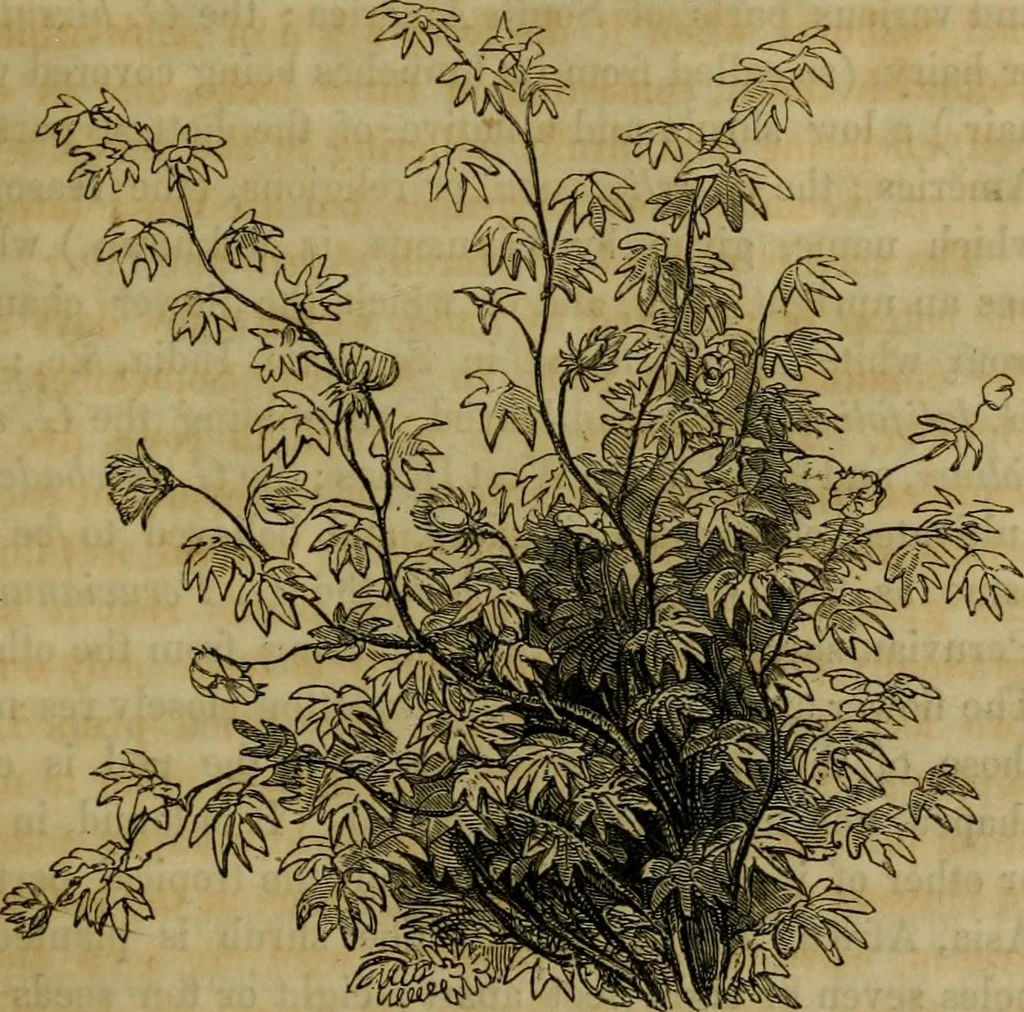 An illustration from History of the cotton manufacture in Great Britain : with a notice of its early history in the East, and in all the quarters of the globe : a description of the great mechanical inventions, which have caused its unexampled extension in Britain, and a view of the present state of the manufacture and the condition of the classes engaged in its several departments, 1835, leaf 342