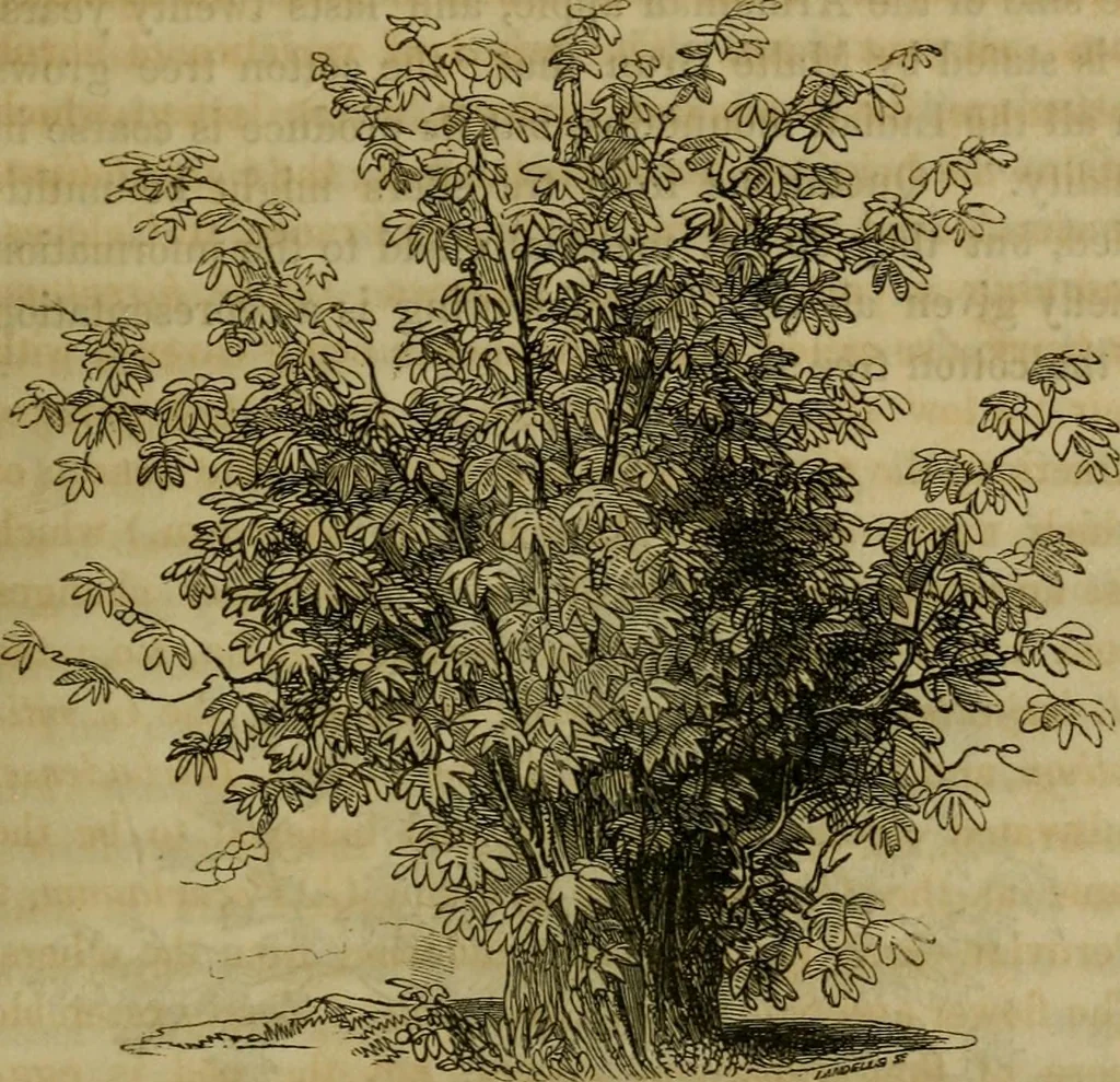 An illustration from History of the cotton manufacture in Great Britain : with a notice of its early history in the East, and in all the quarters of the globe : a description of the great mechanical inventions, which have caused its unexampled extension in Britain, and a view of the present state of the manufacture and the condition of the classes engaged in its several departments, 1835, leaf 344
