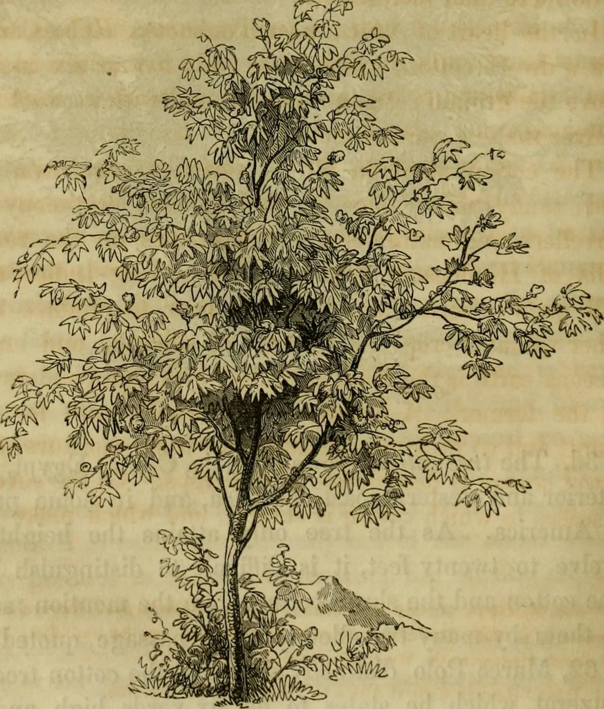 An illustration from History of the cotton manufacture in Great Britain : with a notice of its early history in the East, and in all the quarters of the globe : a description of the great mechanical inventions, which have caused its unexampled extension in Britain, and a view of the present state of the manufacture and the condition of the classes engaged in its several departments, 1835, leaf 345