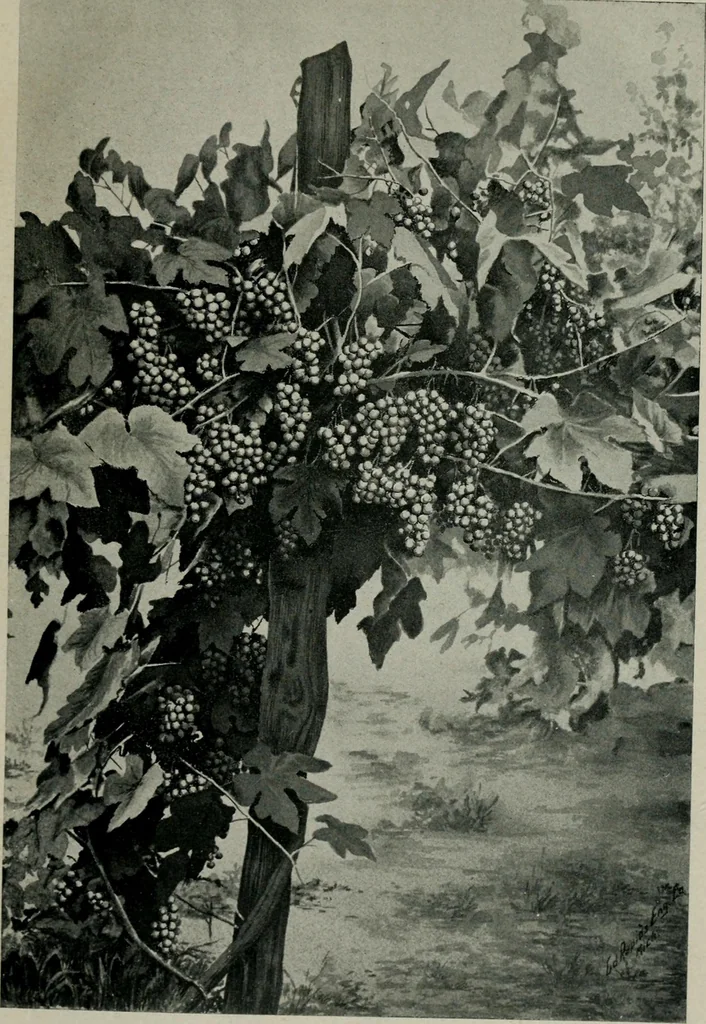 An illustration from Cotton mill, commercial features. A text-book for the use of textile schools and investors, 1899, leaf 286
