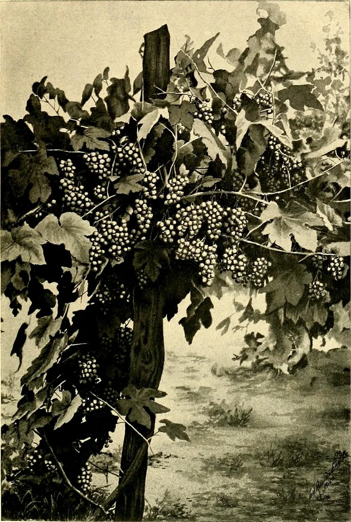 An illustration from Cotton mill, commercial features : a text-book for the use of textile schools and investors, 1899, leaf 288