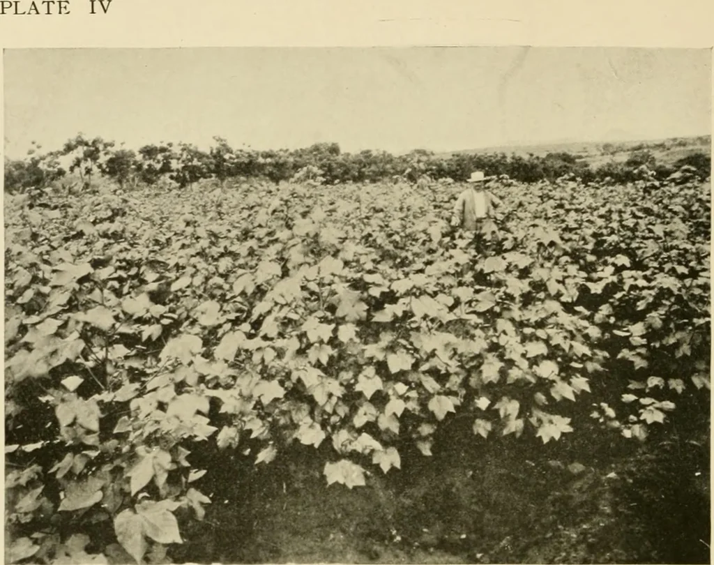 An illustration from Cotton and other vegetable fibres : their production and utilisation, 1917, leaf 113
