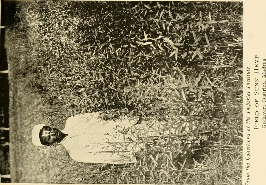 An illustration from Cotton and other vegetable fibres : their production and utilisation, 1917, leaf 146