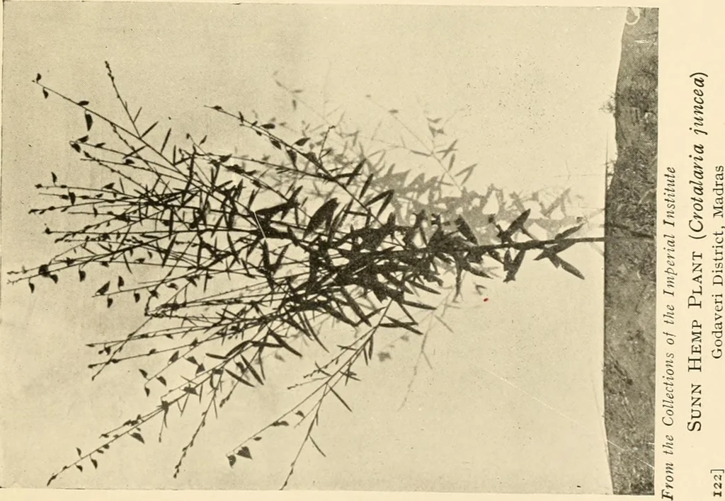 An illustration from Cotton and other vegetable fibres : their production and utilisation, 1917, leaf 146