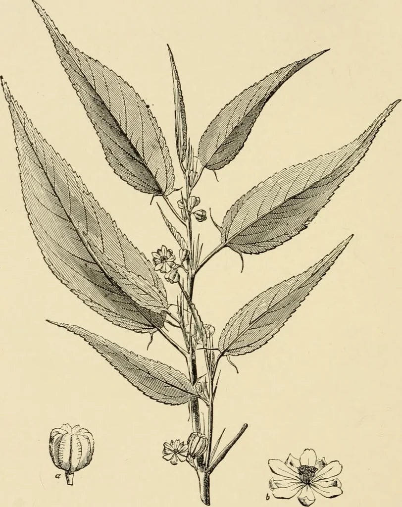 An illustration from Cotton and other vegetable fibres : their production and utilisation, 1917, leaf 157