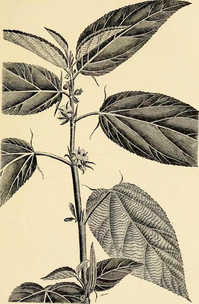 An illustration from Cotton and other vegetable fibres : their production and utilisation, 1917, leaf 160