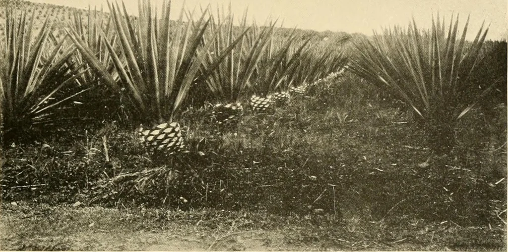 An illustration from Cotton and other vegetable fibres : their production and utilisation, 1917, leaf 202
