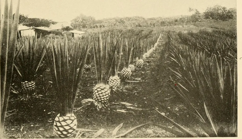 An illustration from Cotton and other vegetable fibres : their production and utilisation, 1917, leaf 202