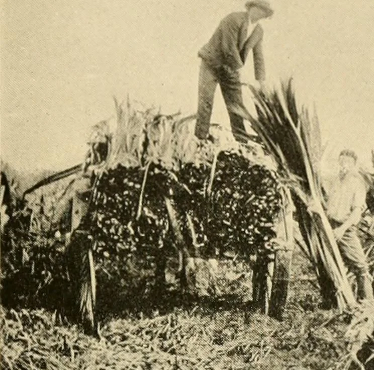 An illustration from Cotton and other vegetable fibres : their production and utilisation, 1917, leaf 222