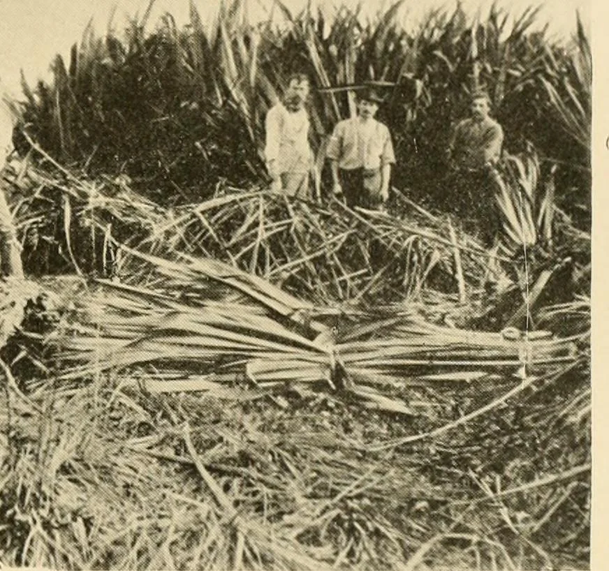 An illustration from Cotton and other vegetable fibres : their production and utilisation, 1917, leaf 222