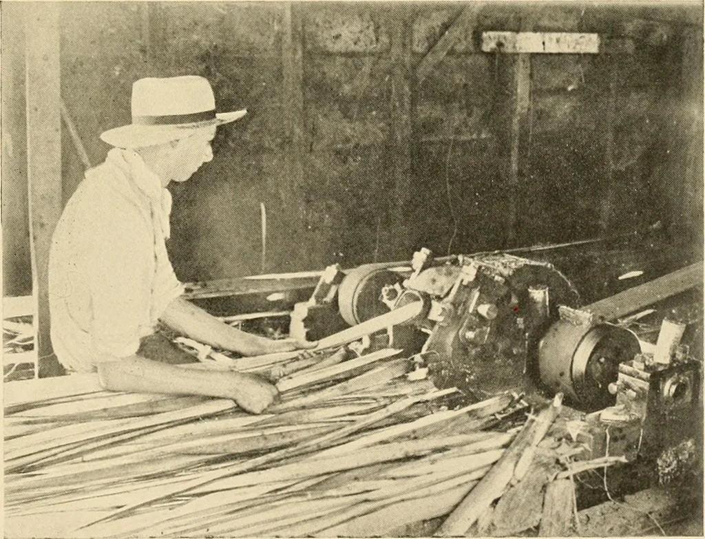 An illustration from Cotton and other vegetable fibres : their production and utilisation, 1917, leaf 222