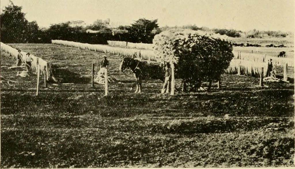 An illustration from Cotton and other vegetable fibres : their production and utilisation, 1917, leaf 227