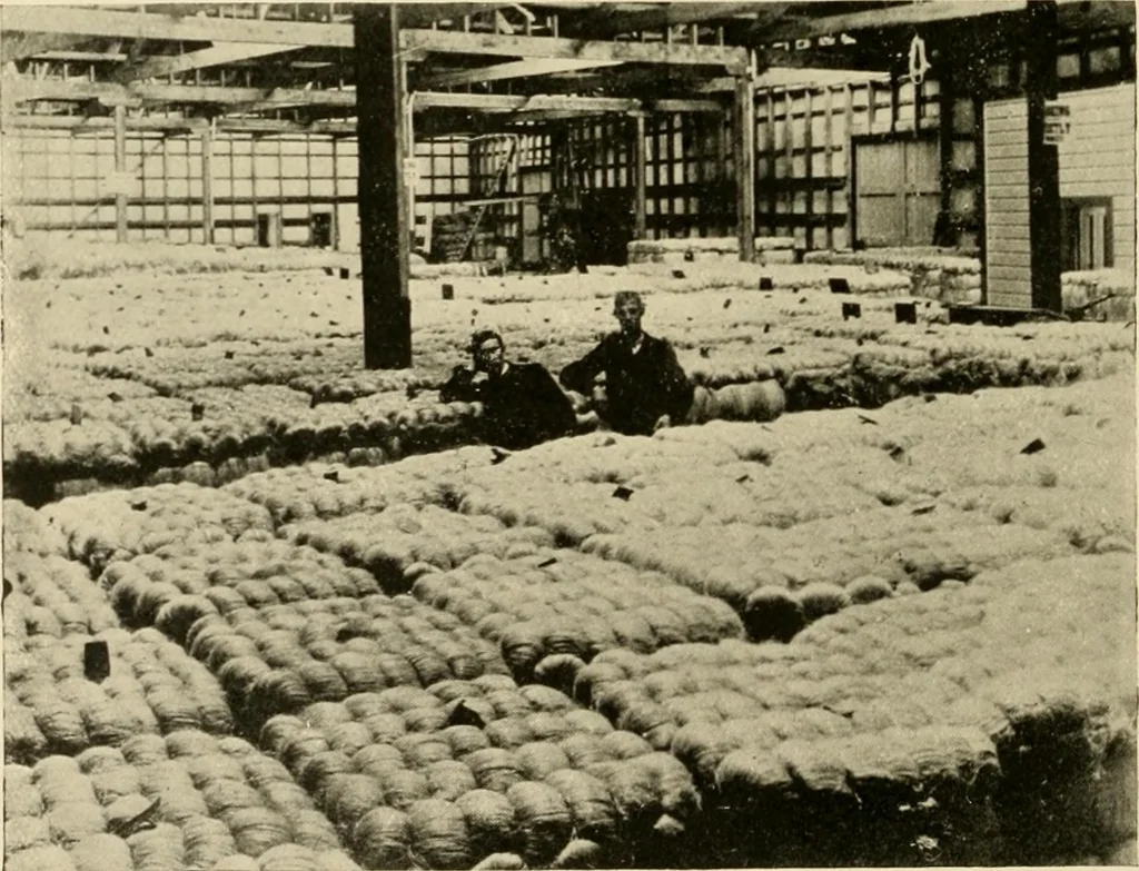 An illustration from Cotton and other vegetable fibres : their production and utilisation, 1917, leaf 227
