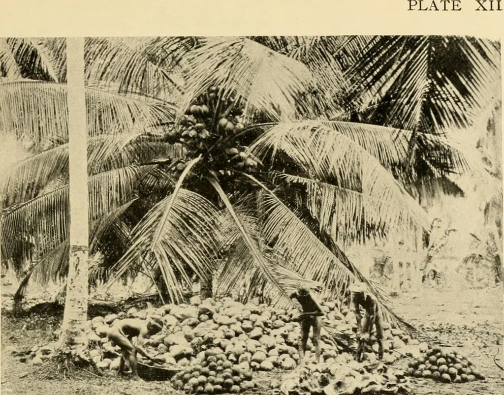 An illustration from Cotton and other vegetable fibres : their production and utilisation, 1917, leaf 236