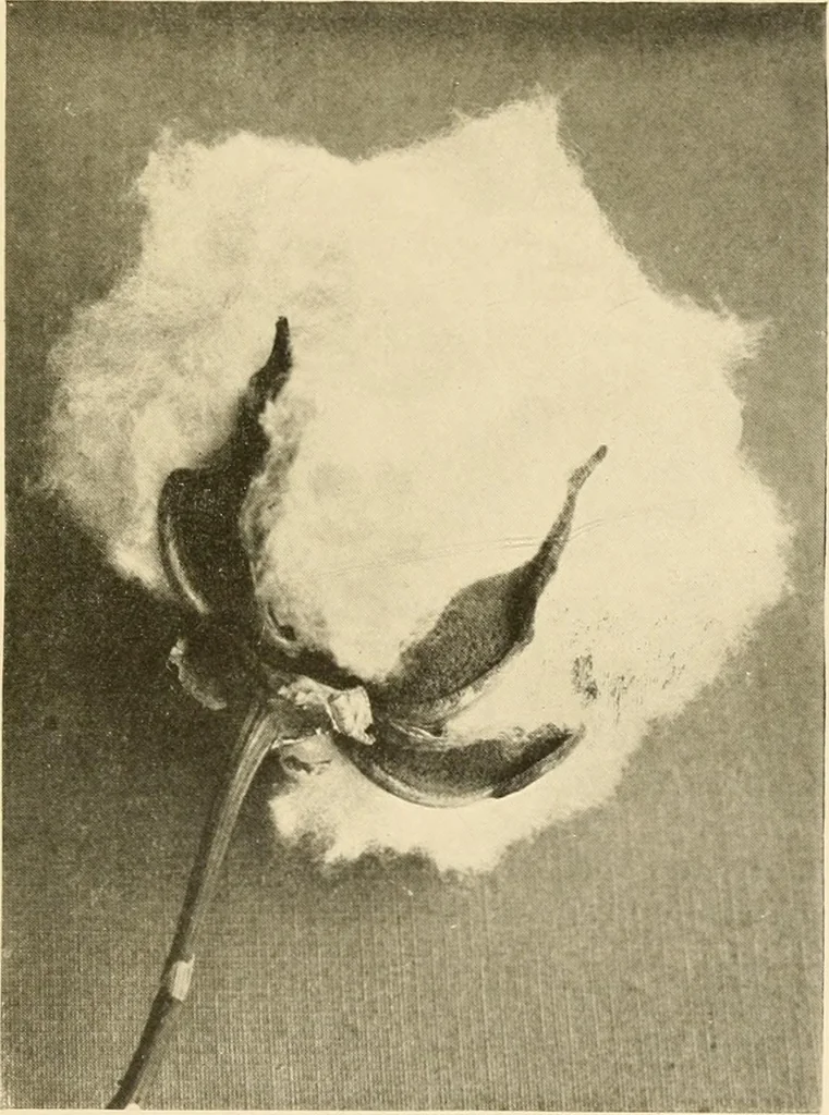 An illustration from Cotton and other vegetable fibres : their production and utilisation, 1917, leaf 26