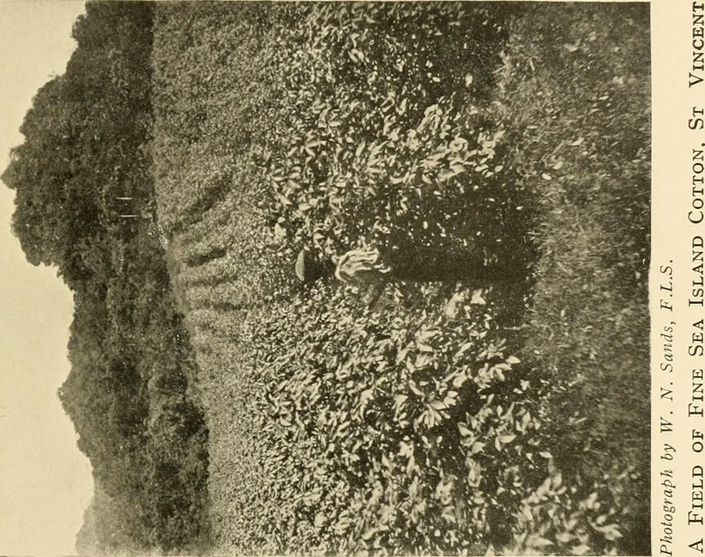 An illustration from Cotton and other vegetable fibres : their production and utilisation, 1917, leaf 70