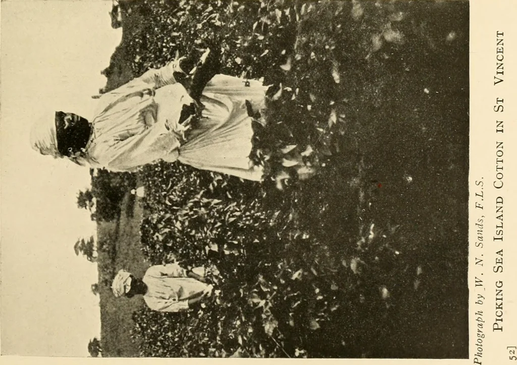 An illustration from Cotton and other vegetable fibres : their production and utilisation, 1917, leaf 70
